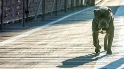 Keanu Reeves, messie pop