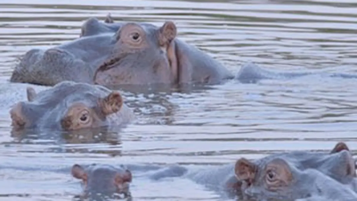 Casting L'Afrique, un paradis indompté