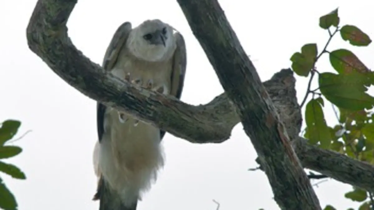 L'aigle qui mangeait des singes