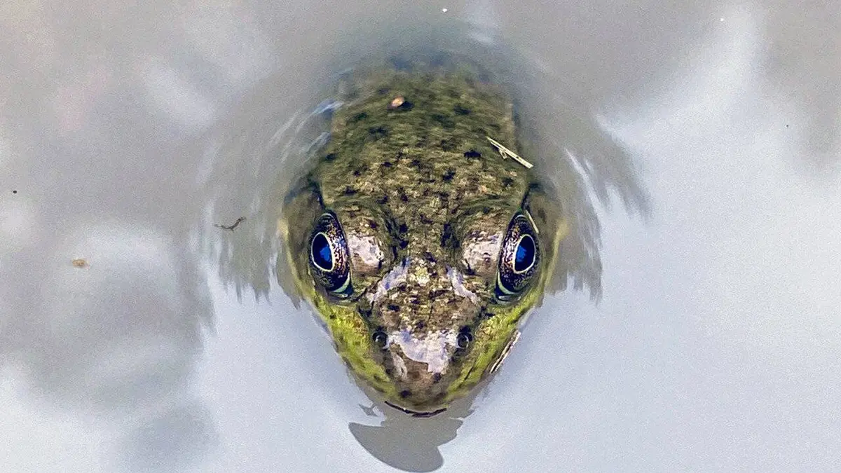 L'Amérique des Grands Lacs