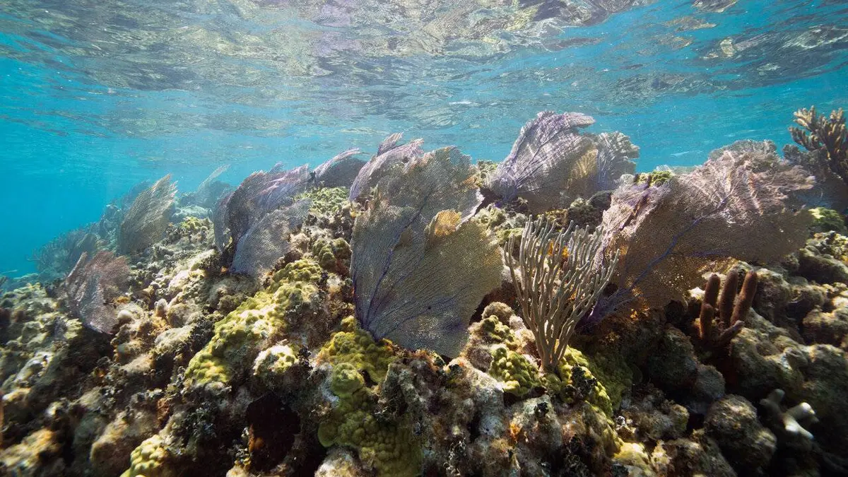 Épisodes de L'ère de la Nature