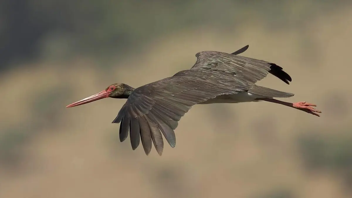 Casting L'Espagne sauvage : La Dehesa