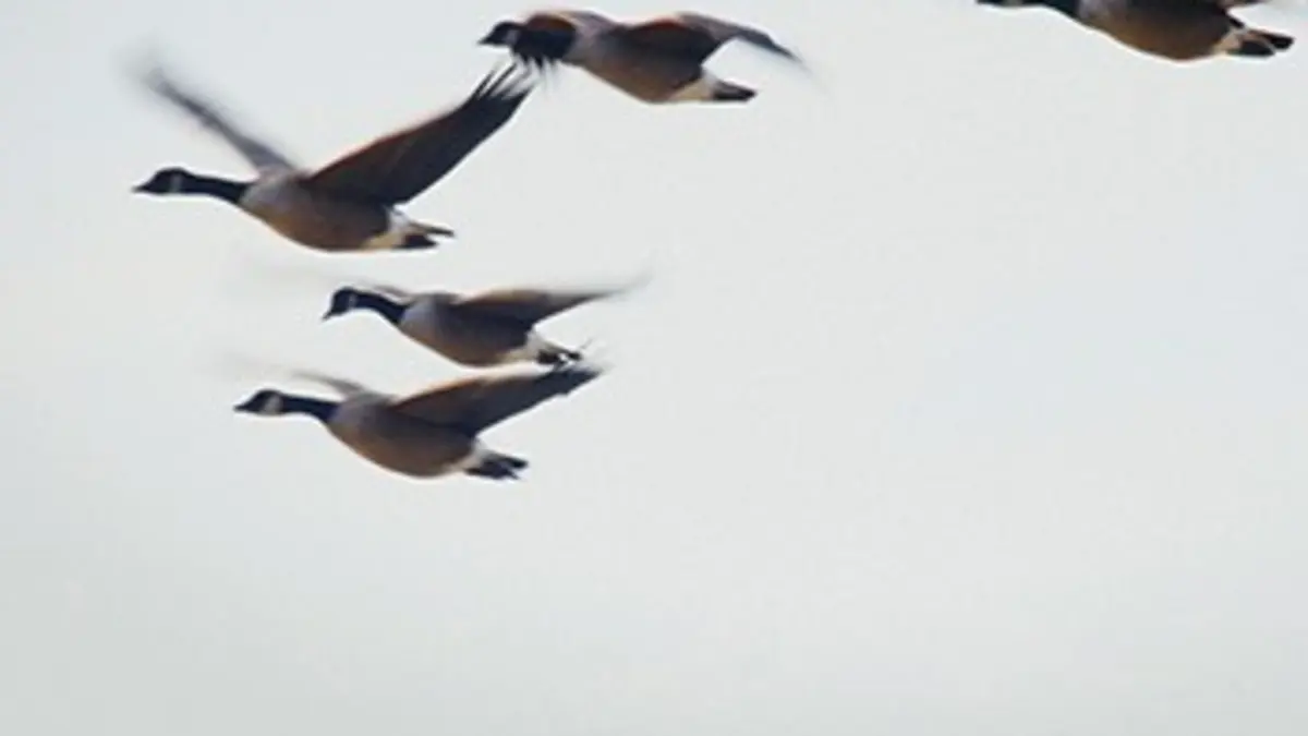 Casting L'Est sauvage