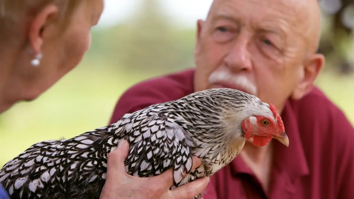 L'incroyable Dr Pol Lapin géant et compagnie en streaming
