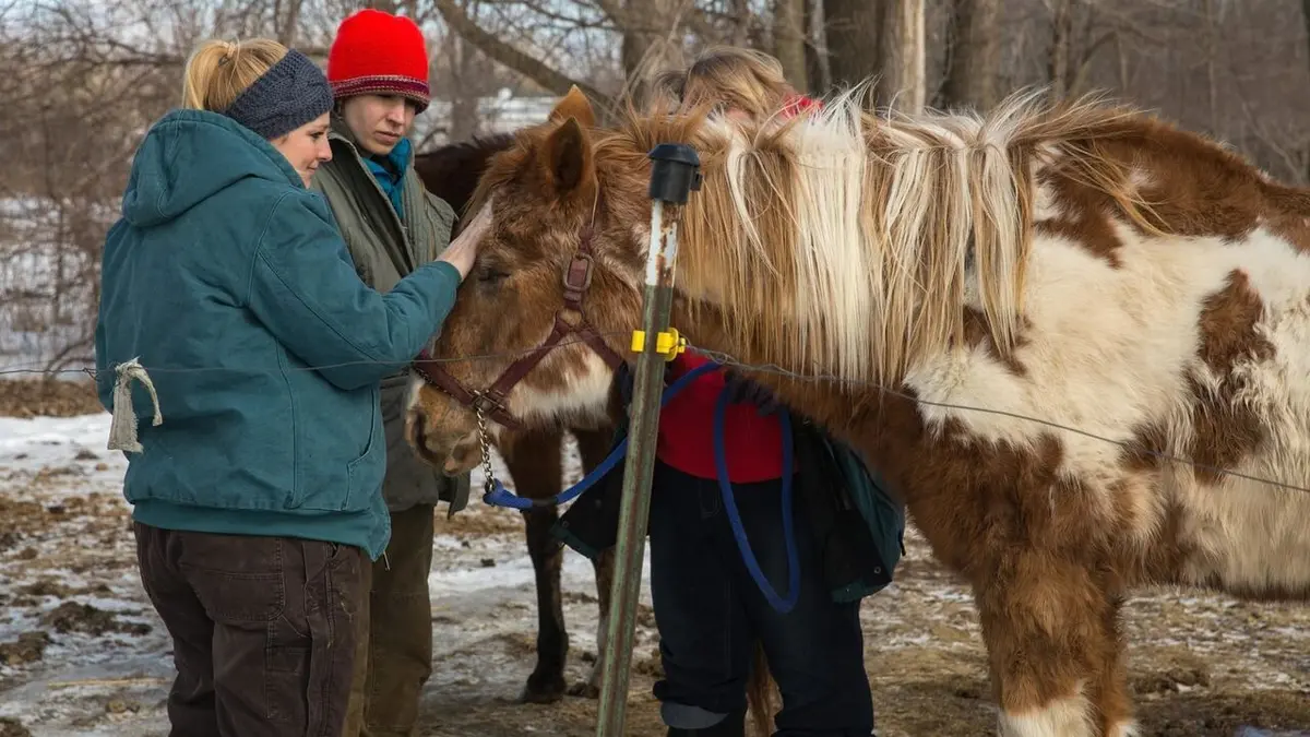 L'incroyable Dr Pol Tempête de neige