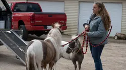 L'incroyable Dr Pol Mamans poules