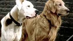 Casting L'incroyable voyage