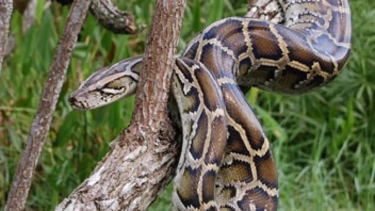 L'invasion des pythons géants