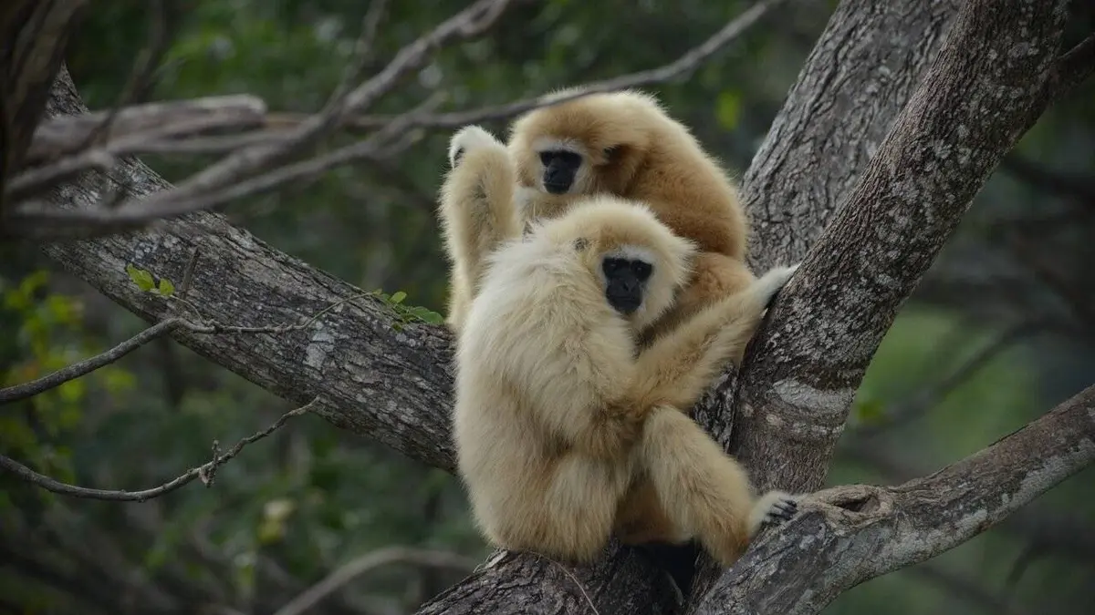 Audiences TV : L'odyssée des primates