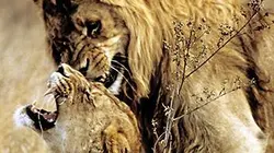 La fête sauvage en streaming