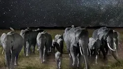 La nuit des éléphants