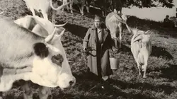 La vache et le prisonnier