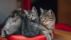 La vie secrète des chats Petit chaton deviendra grand