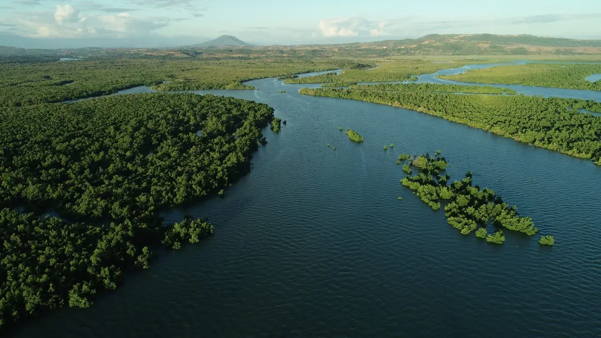 Épisodes de La vie secrète des mangroves