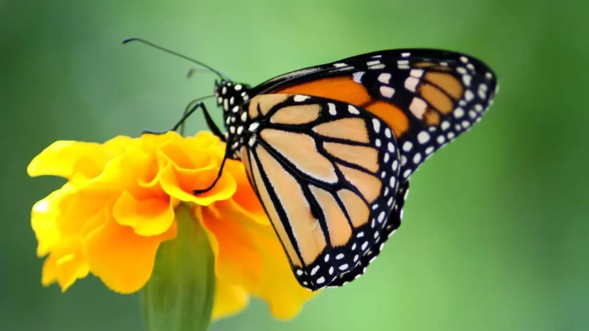 Casting La vie secrète des papillons