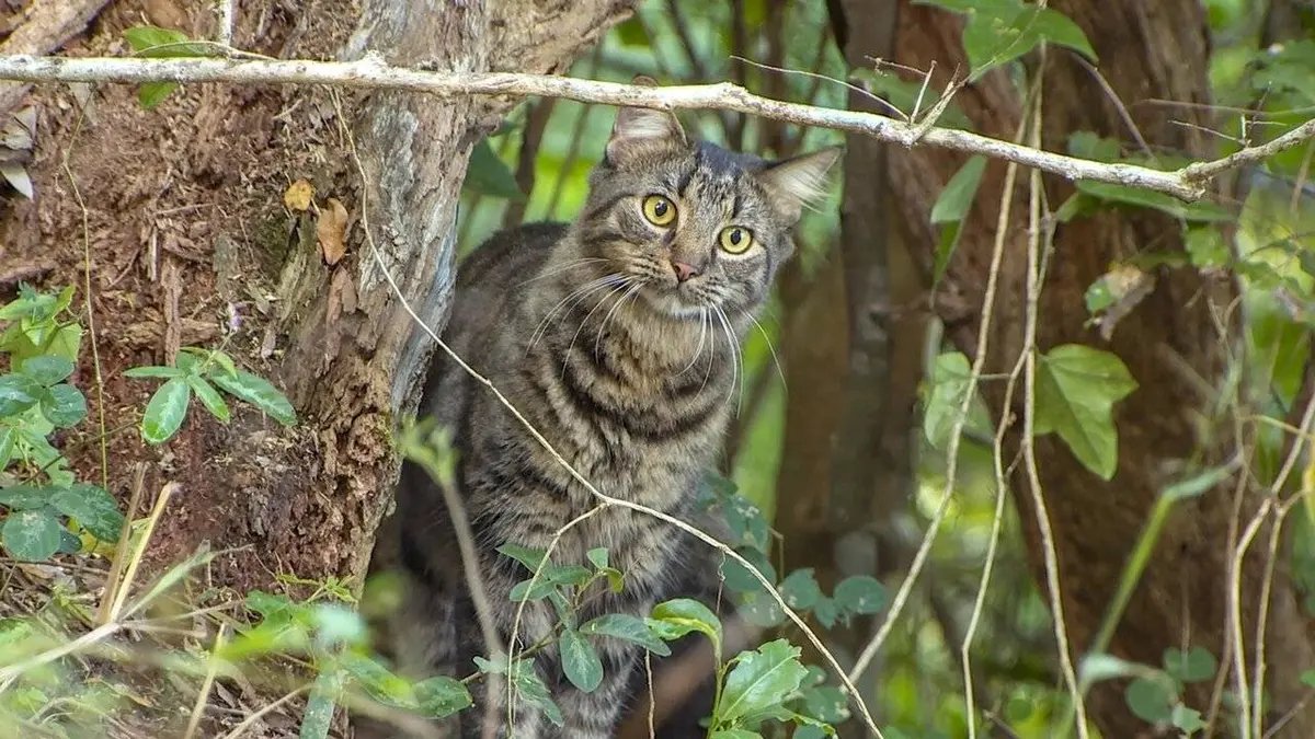 Épisodes de Le chat, ce tueur si mignon
