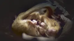 Le Danemark sauvage Campagnes