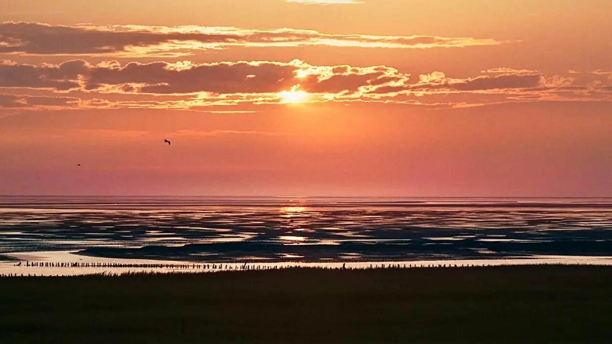 Casting Le Danemark sauvage Forêts