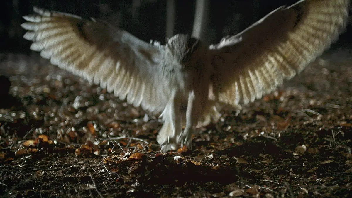 Le Danemark sauvage Campagnes