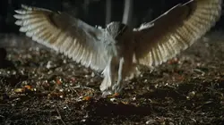 Le Danemark sauvage Campagnes