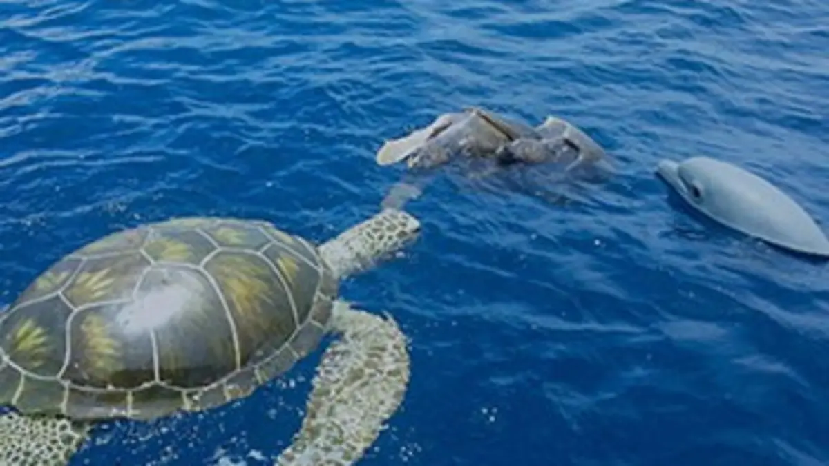 Casting Le dauphin et la caméra-tortue