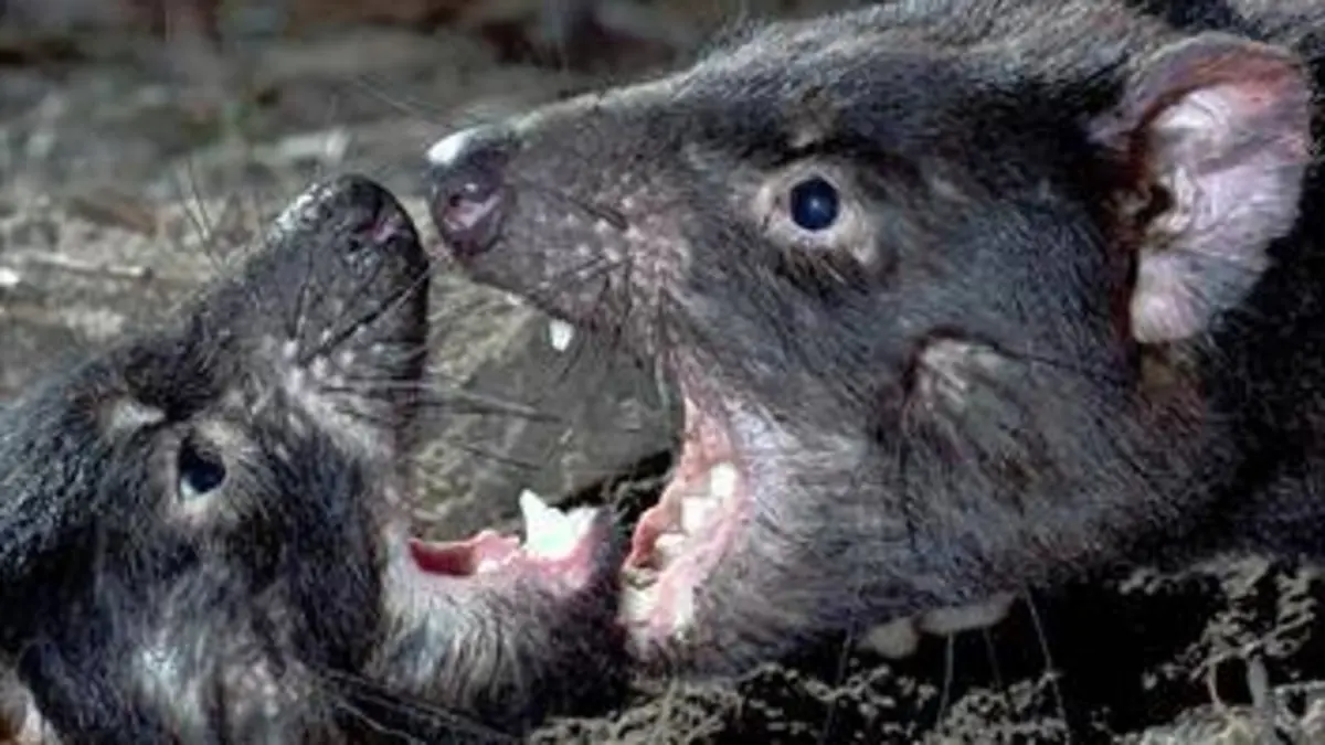 Le diable de Tasmanie