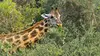 2021 • Le goût de la savane : Herbivores et carnivores, festins croisés