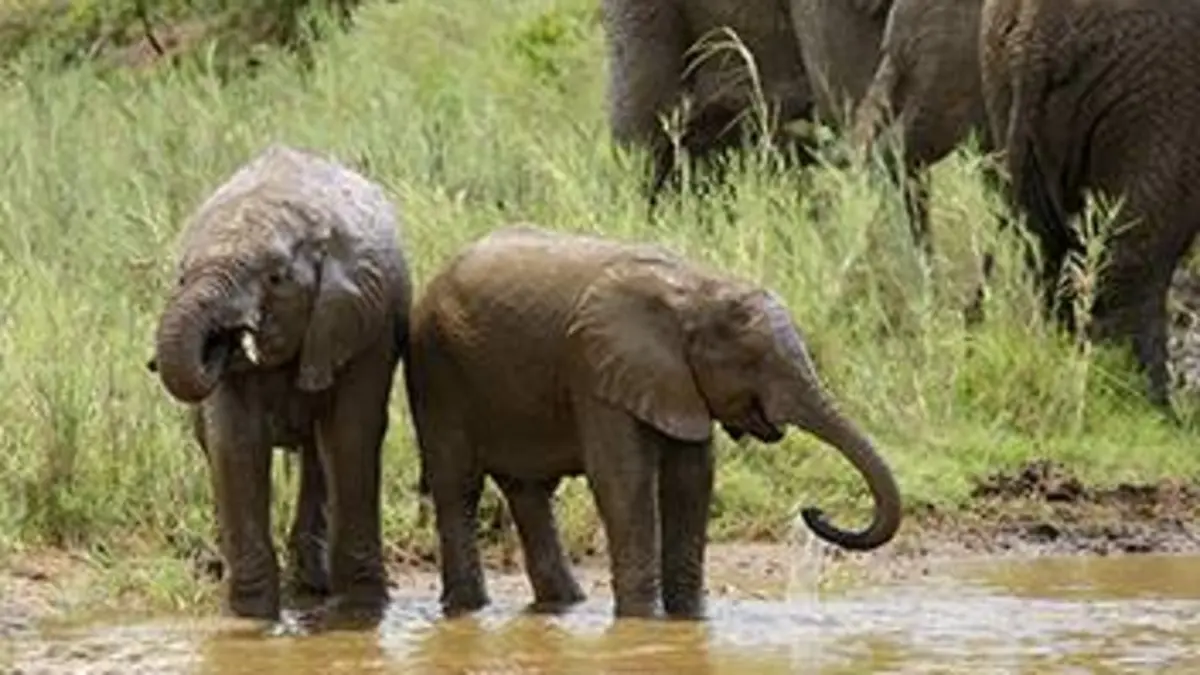 Le grand voyage des éléphants