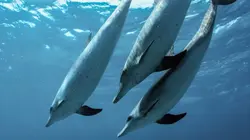 Le monde des océans Les requins