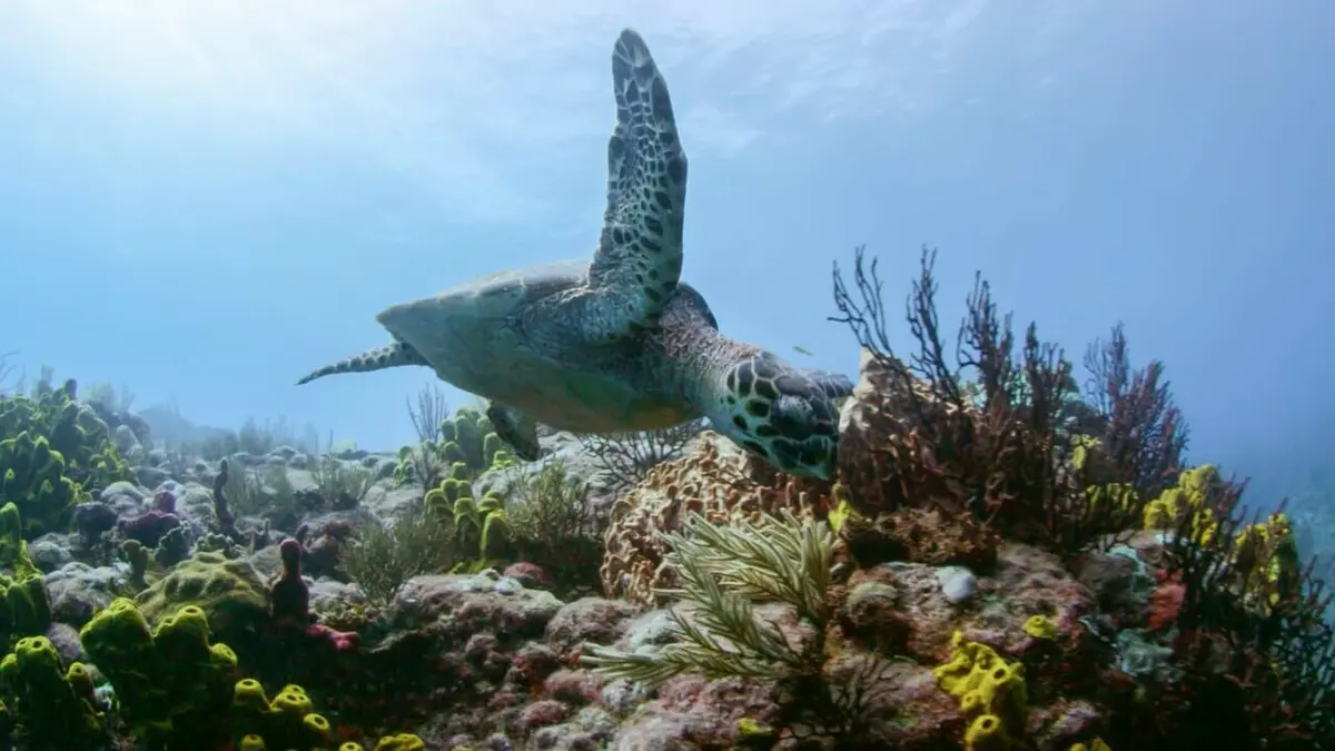 Le monde des océans Les requins