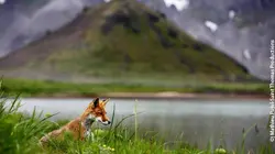 Le peuple des volcans Les saumons-surprise