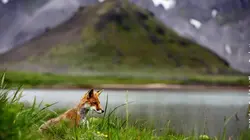 Le peuple des volcans Les saumons-surprise