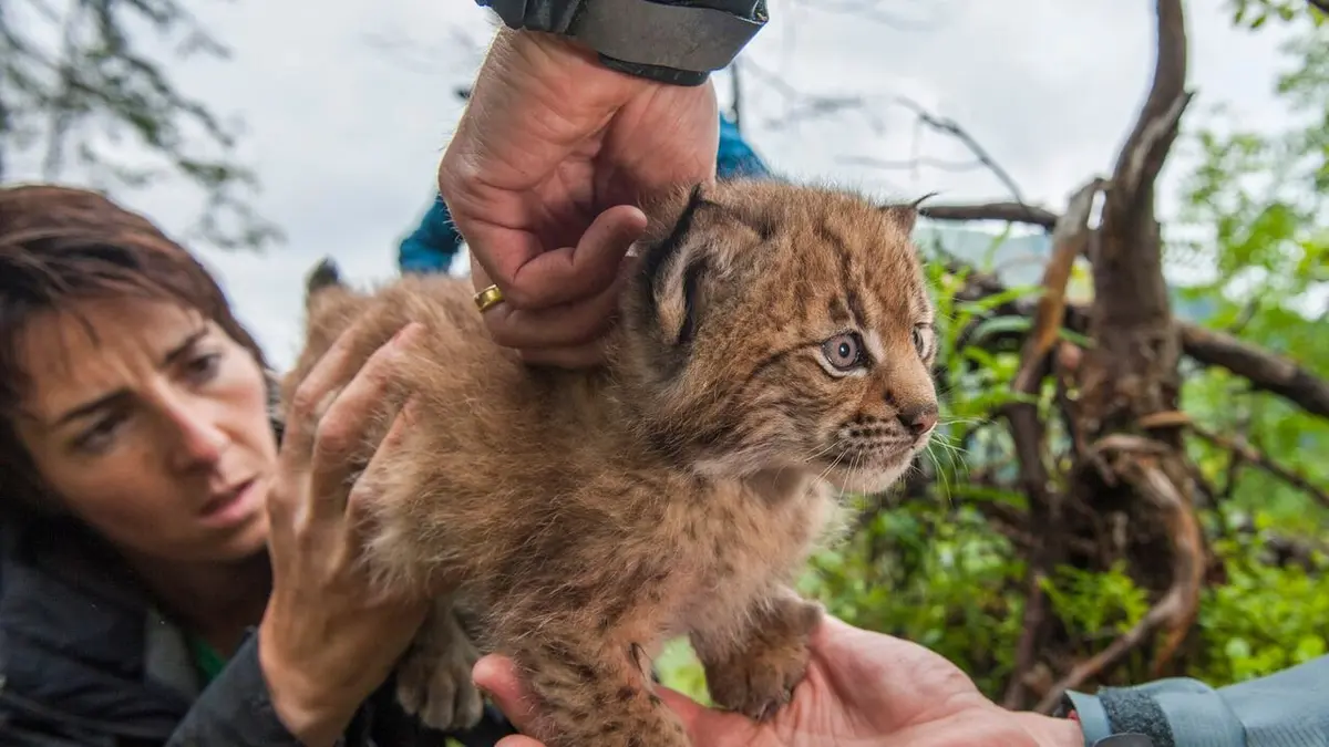 Le retour fragile du lynx