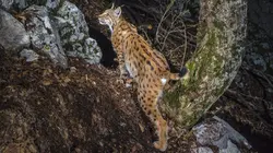 Le retour fragile du lynx