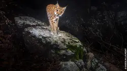 Le retour fragile du lynx