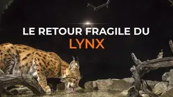 Le retour fragile du lynx