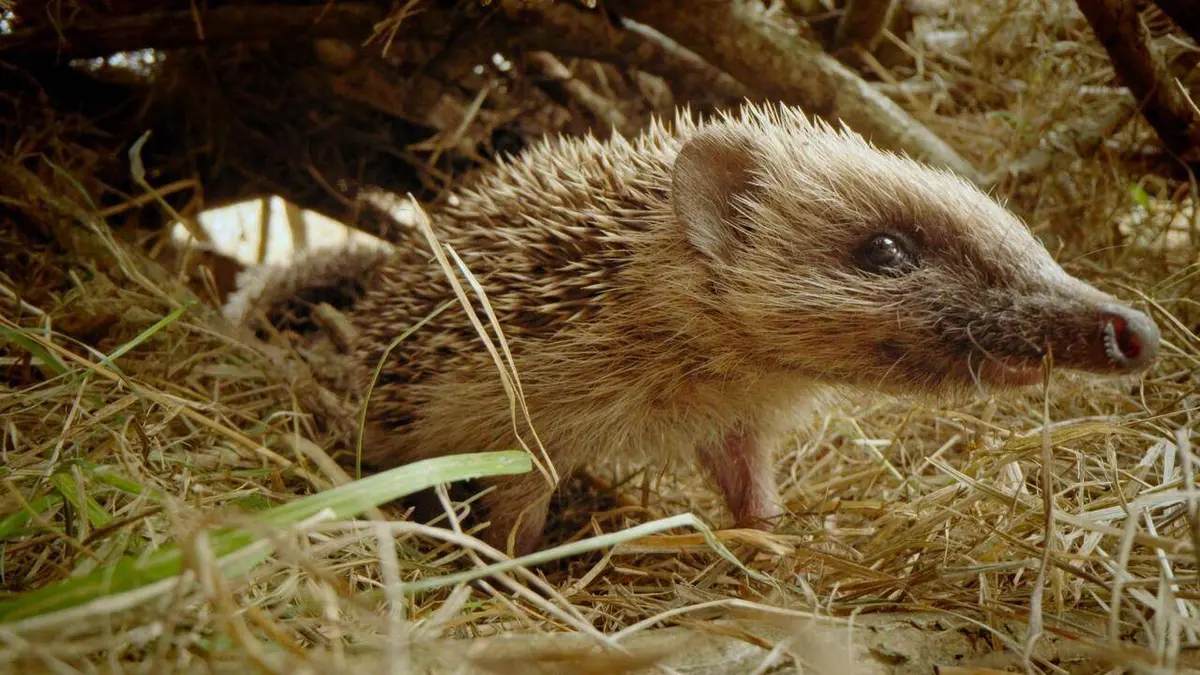 Casting Le voyage épique d'un hérisson