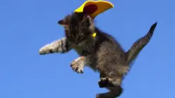 Le zap Le zap de l'année