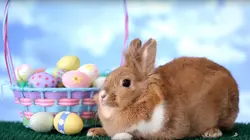 Le zap Le zap de Pâques