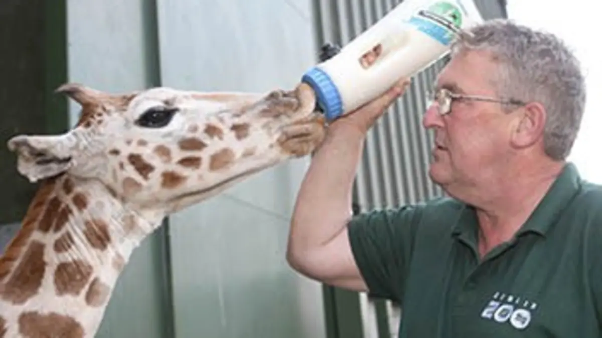 Audiences TV : Le zoo