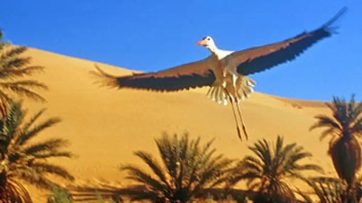 Casting Les ailes de la nature