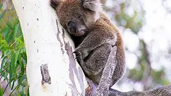 Les anges gardiens du monde animal S01E03 Dans le secret des îles