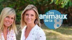 Les animaux de la 8