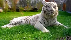 Les animaux du zoo S02E06 Coups de griffes et coups durs