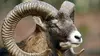 Le mouflon