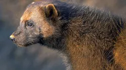 Les animaux sauvages d'Europe