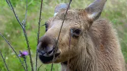 Les animaux sauvages d'Europe