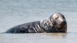 Les animaux sauvages d'Europe