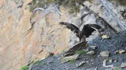 Les animaux sauvages d'Europe