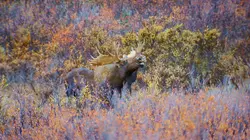 Les animaux sauvages d'Europe